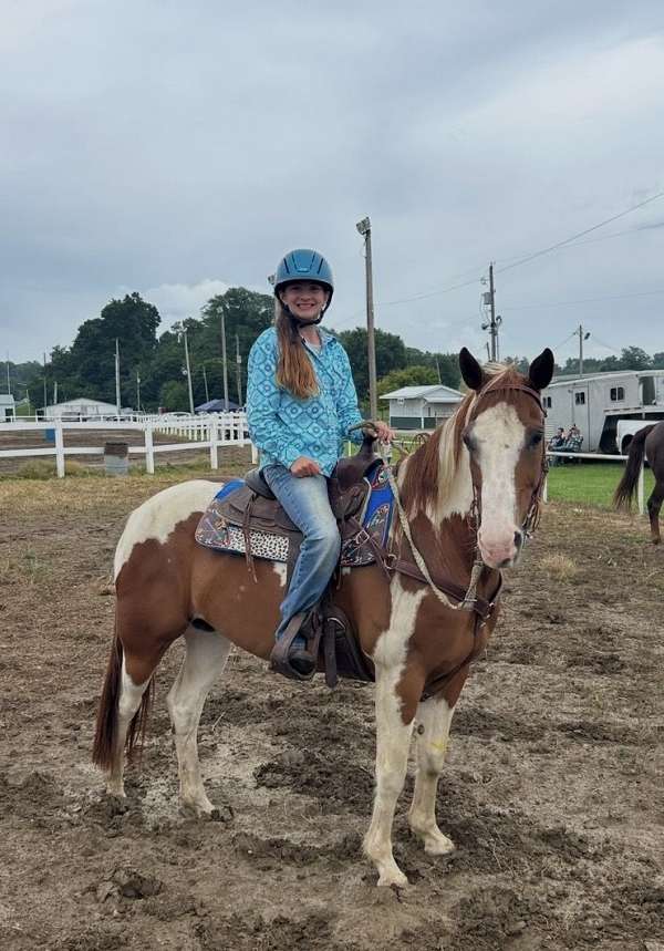pinto-quarter-horse-gelding