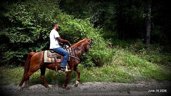 safe-trail-horse-paso-fino