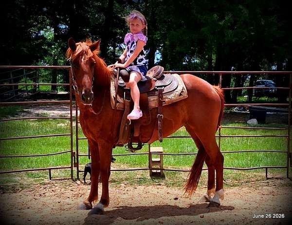 smooth-riding-horse-mare
