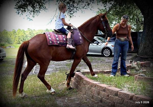 kid-friendly-horse-mare