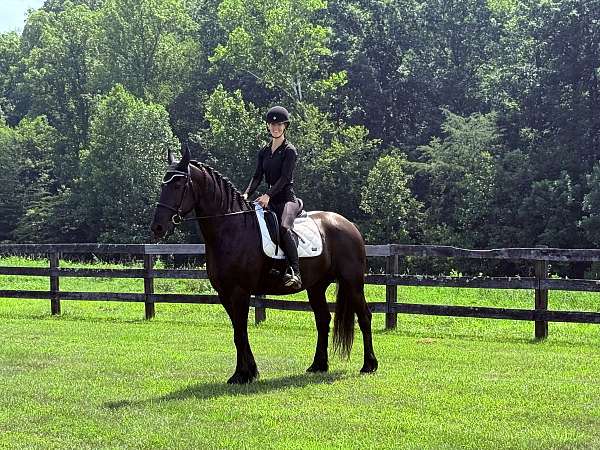 cross-harness-friesian-percheron-horse