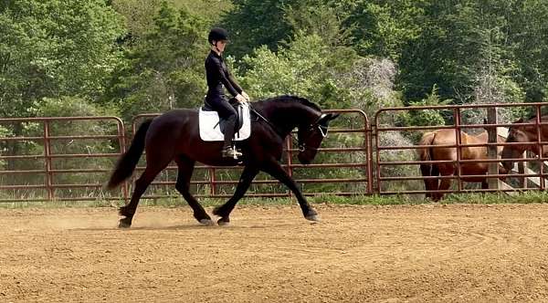 black-friesian-percheron-for-sale