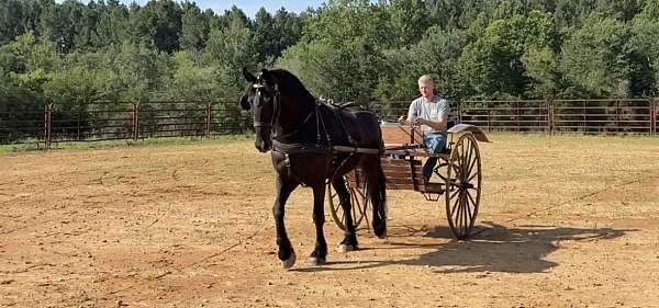 black-friesian-percheron-horse