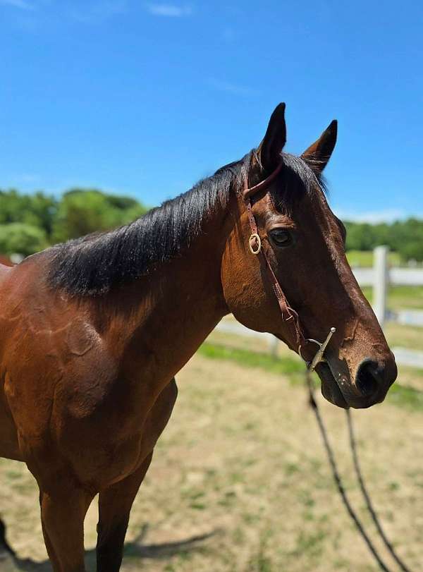 thoroughbred-mare
