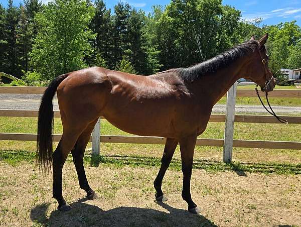 thoroughbred-horse-for-sale