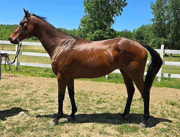 thoroughbred-horse