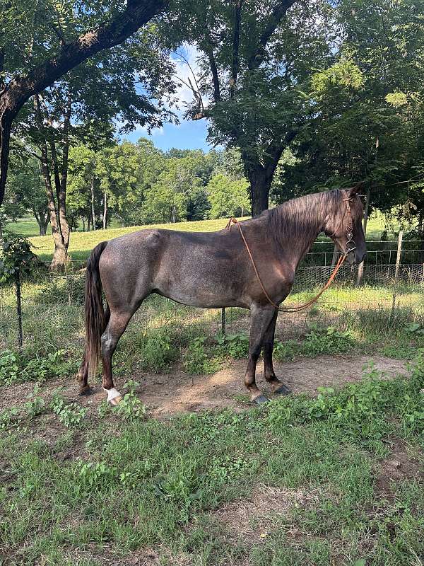 midwest-tennessee-walking-horse