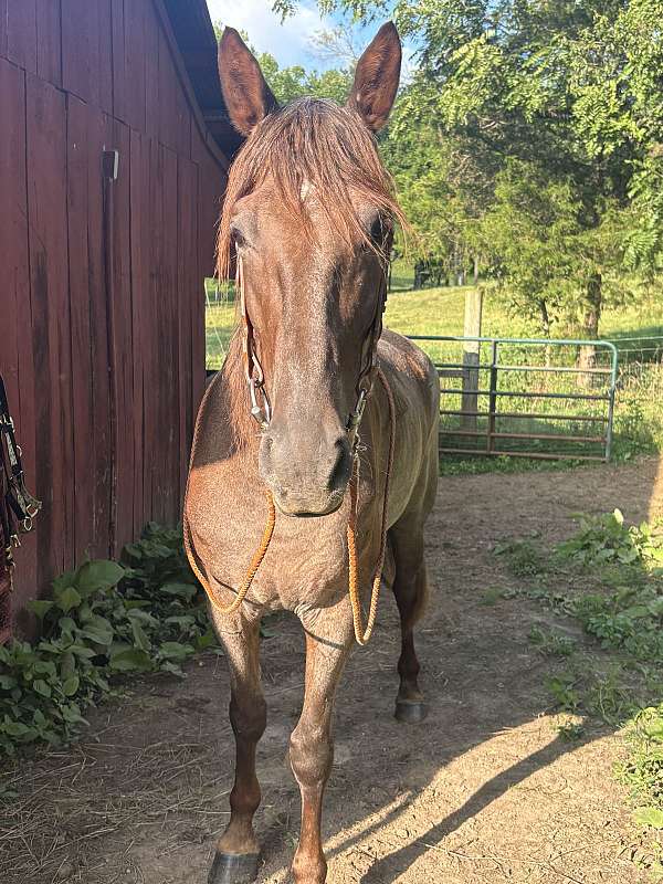 trail-horse-tennessee-walking