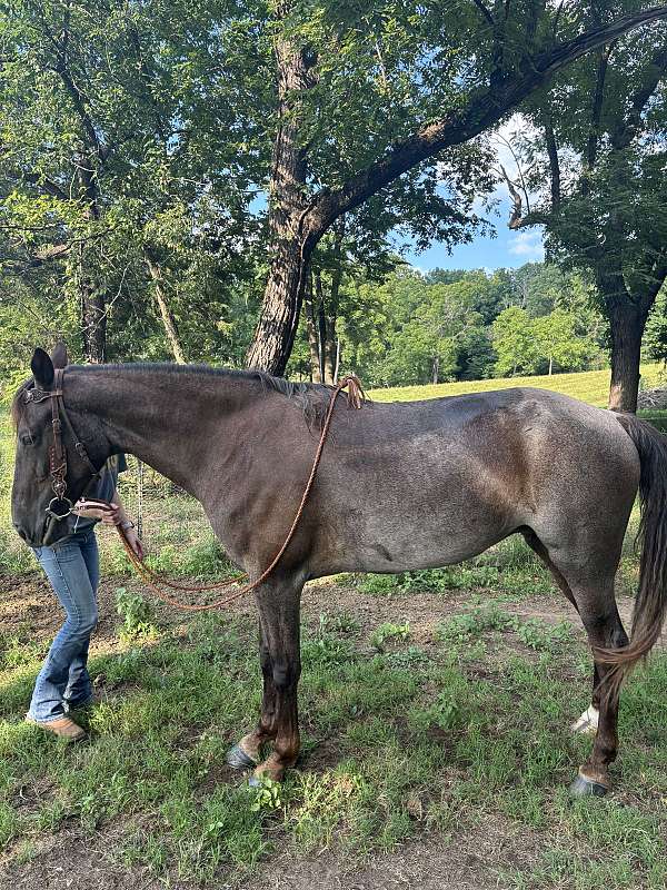 twh-tennessee-walking-horse
