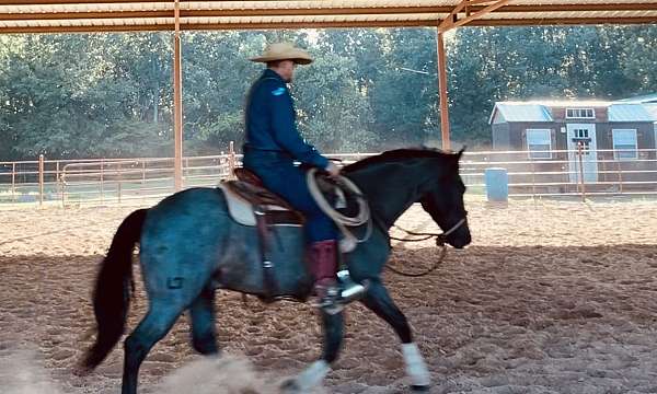 star-horse