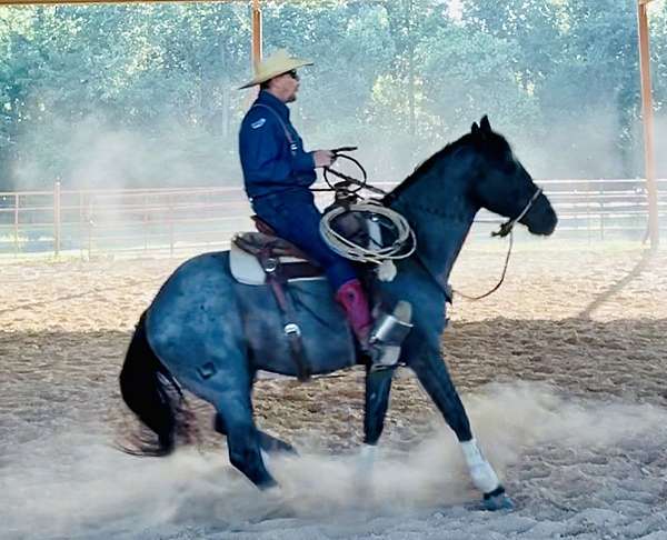 blue-roan-star-horse