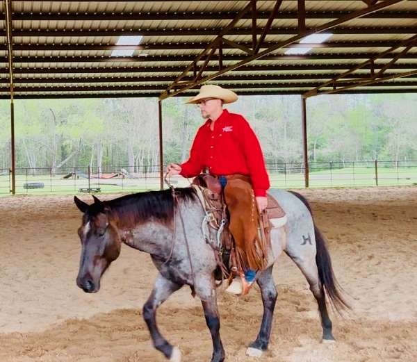 age-quarter-horse