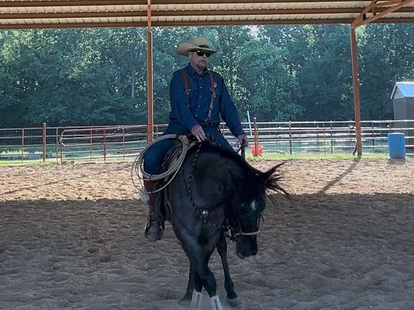 aqha-blue-roan-quarter-horse