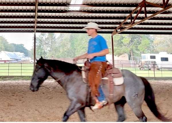 attitude-quarter-horse