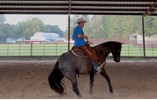 barefoot-quarter-horse
