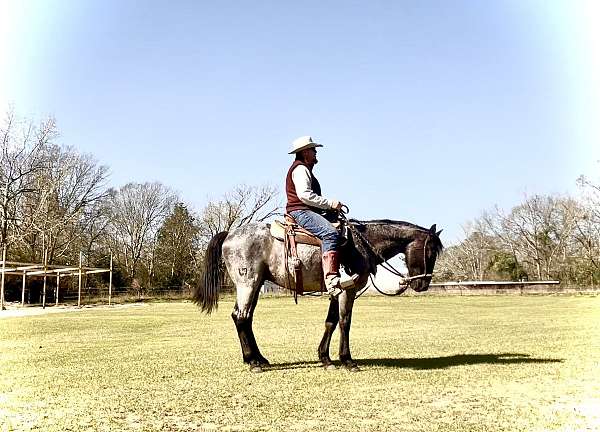 barn-quarter-horse