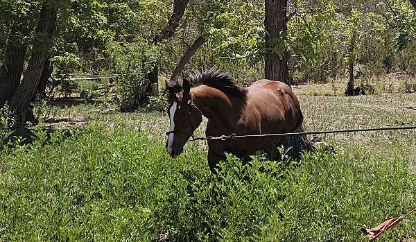 register-of-merit-filly-mare