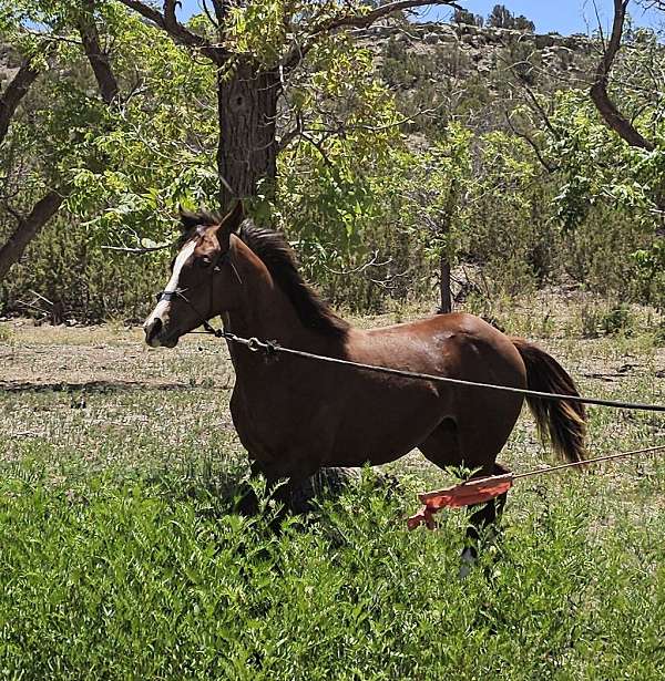 quarter-horse-for-sale