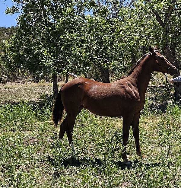 quarter-horse-filly