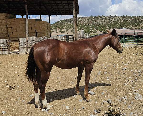 quarter-horse