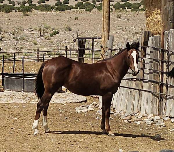 filly
