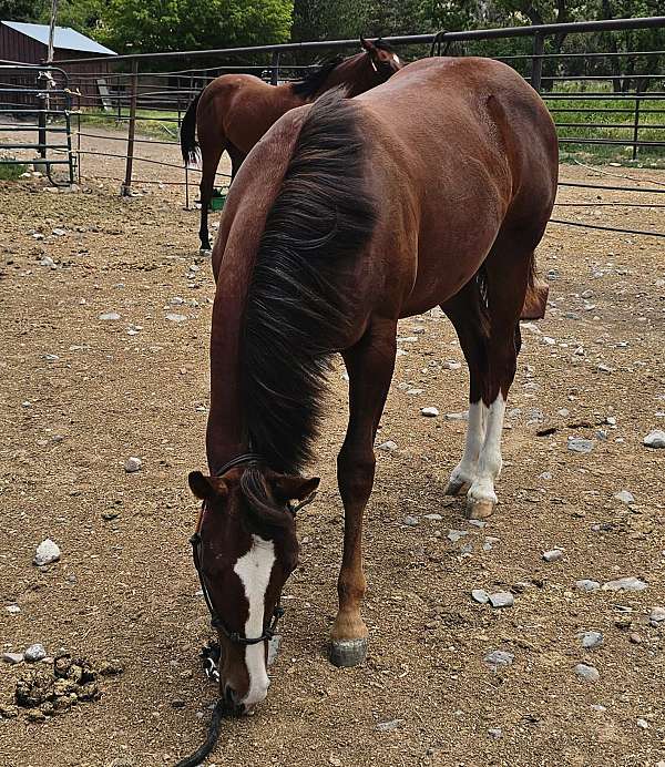 chestnut-athletic-horse