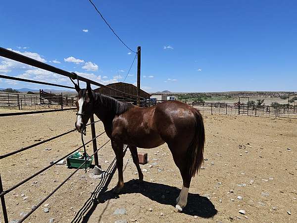 chestnut-cutting-horse