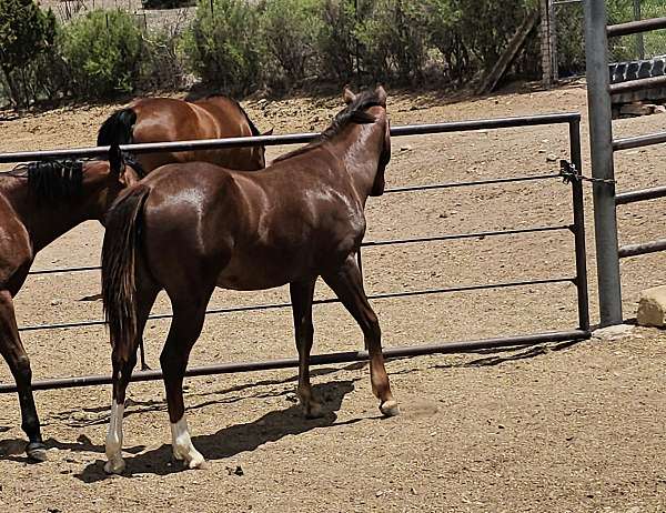 chestnut-flashy-horse