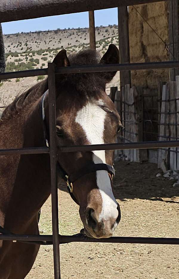 chestnut-halter-horse