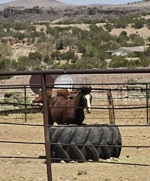 chestnut-performance-horse