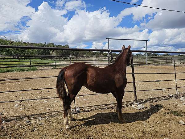 chestnut-aqha-filly-mare