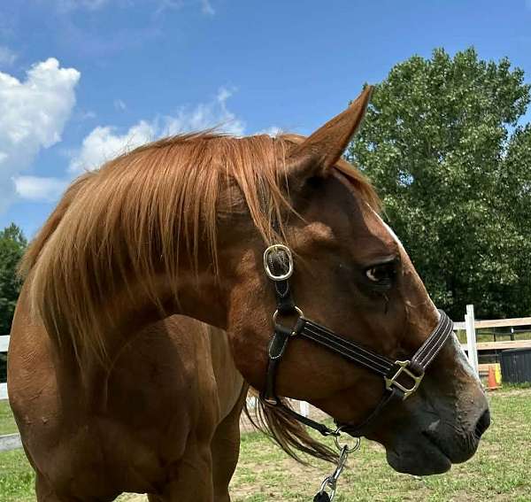 quarter-horse-mare
