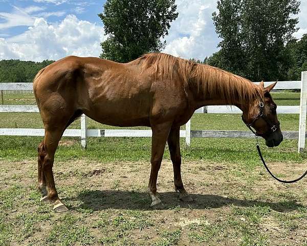 quarter-horse-for-sale