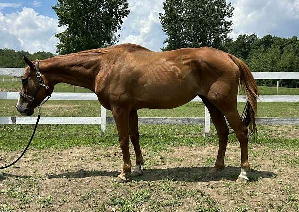 quarter-horse