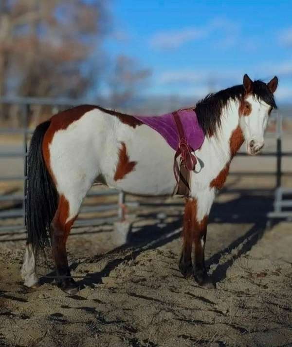 blue-eye-horse