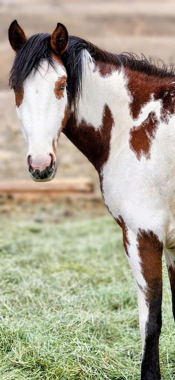 bay-overo-blue-eye-horse