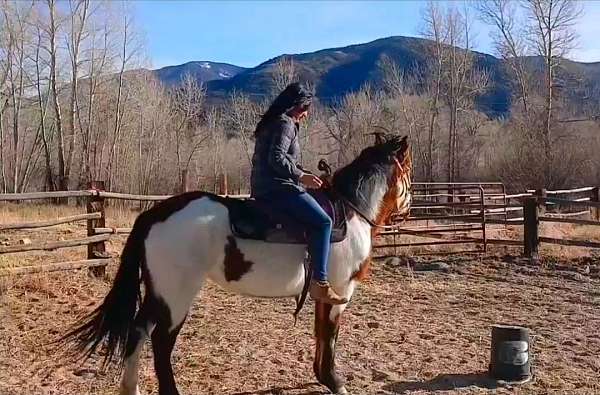all-around-mustang-horse