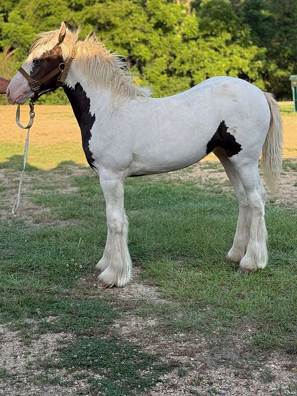 gvhs-filly-weanling