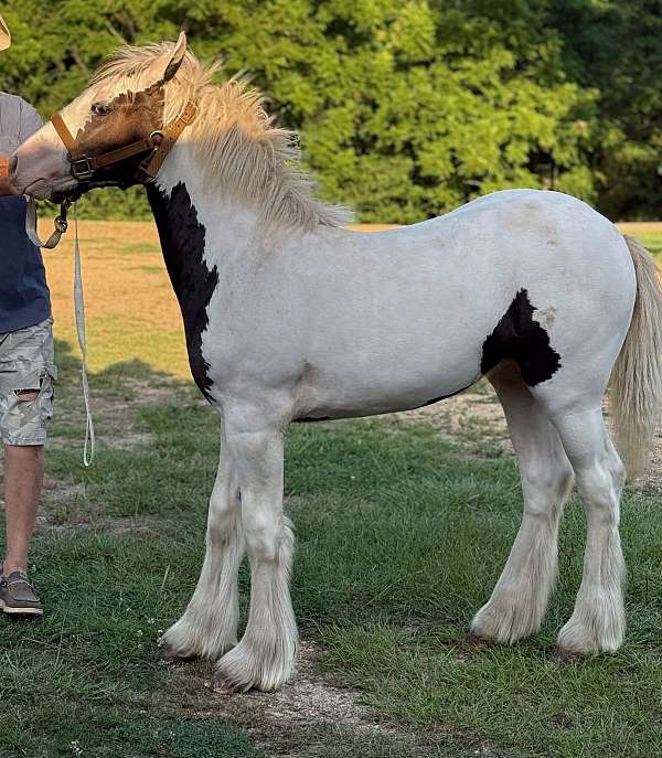 gvhs-gypsy-vanner-filly-weanling