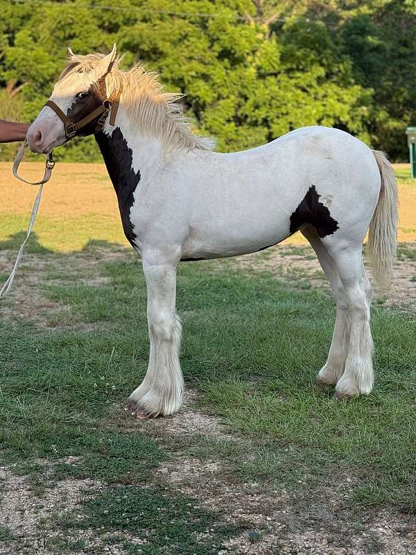 gypsy-vanner-filly-weanling