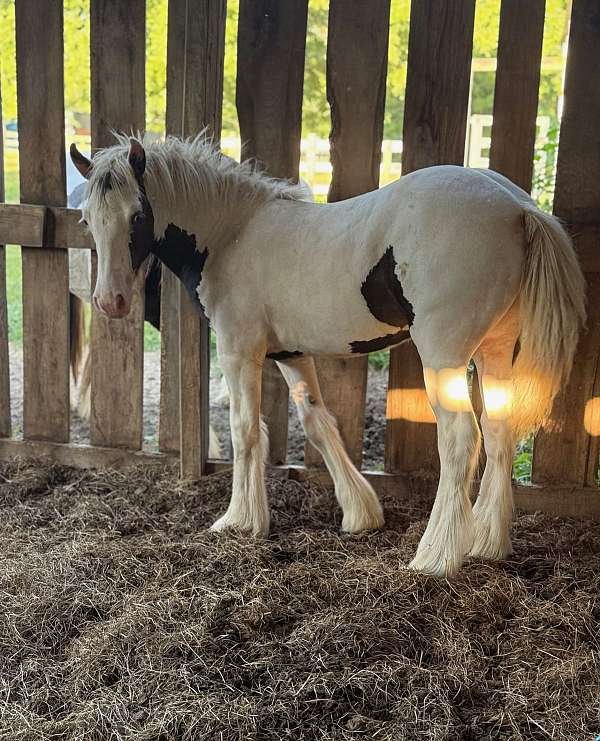 piebald-gypsy-vanner-filly