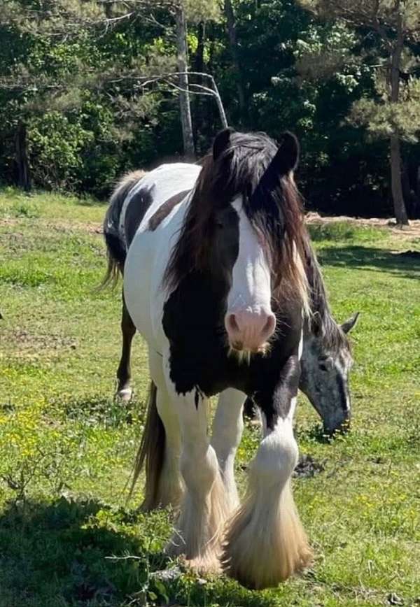 piebald-gvhs-filly