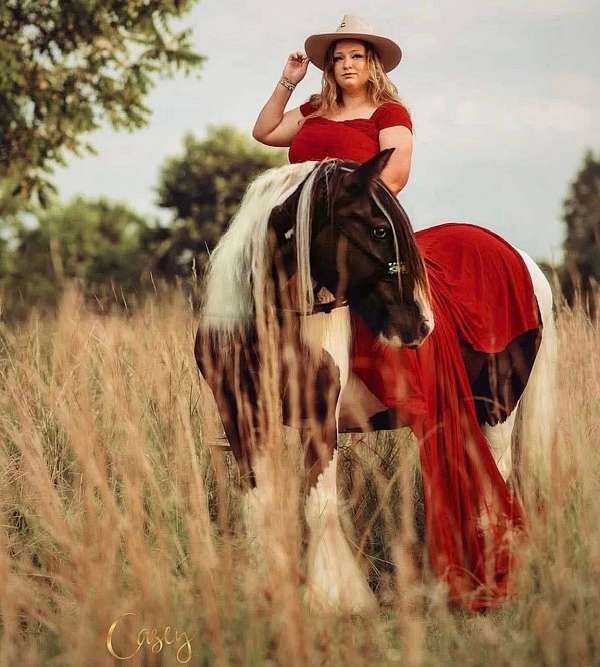 piebald-gvhs-horse