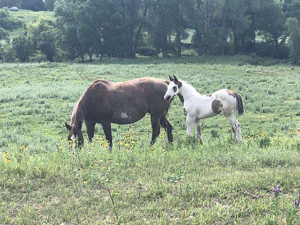 medicine-hat-horse