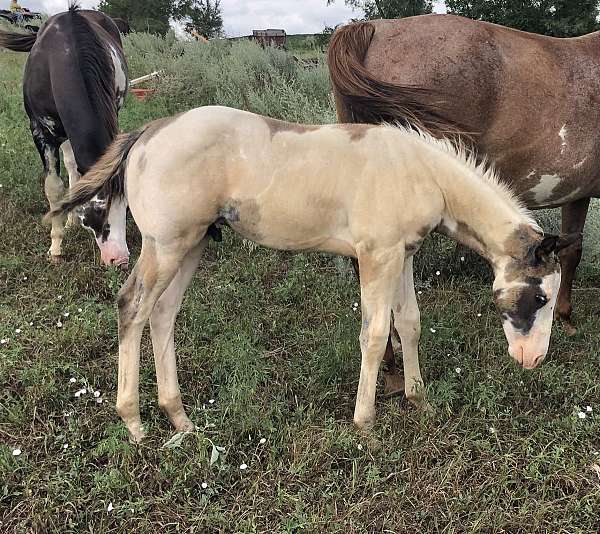 black-overo-medicine-hat-horse