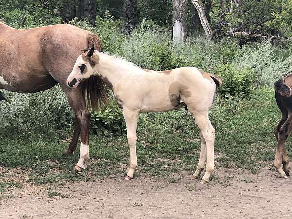 black-overo-paint-stallion