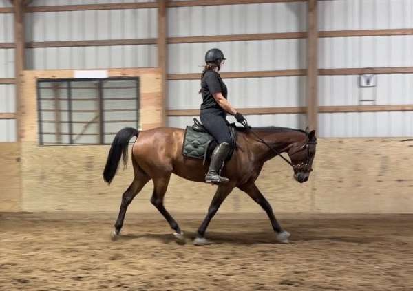 arabian-gelding
