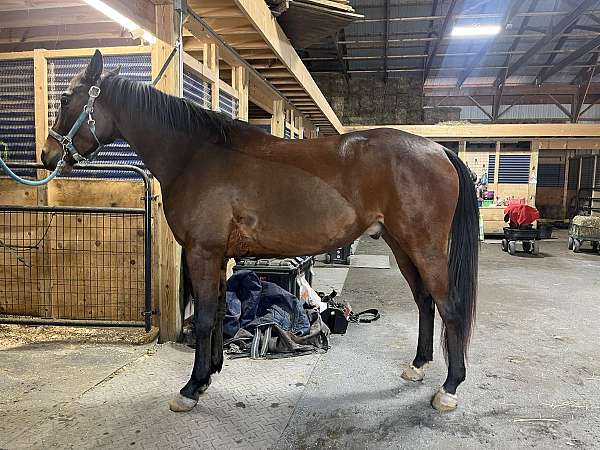 arabian-horse