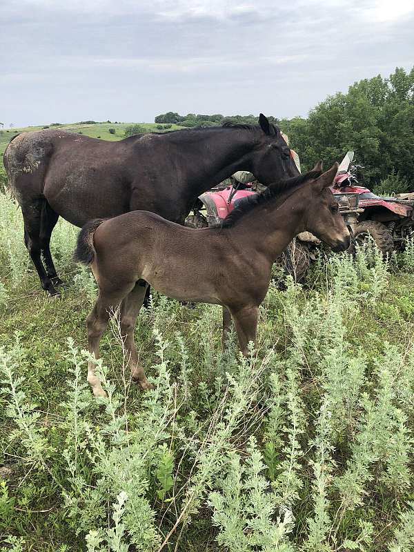 black-star-socks-horse