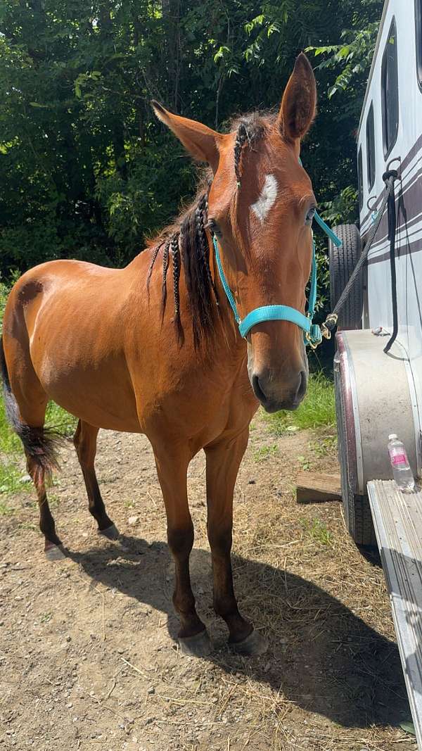 bay-star-faint-snip-horse